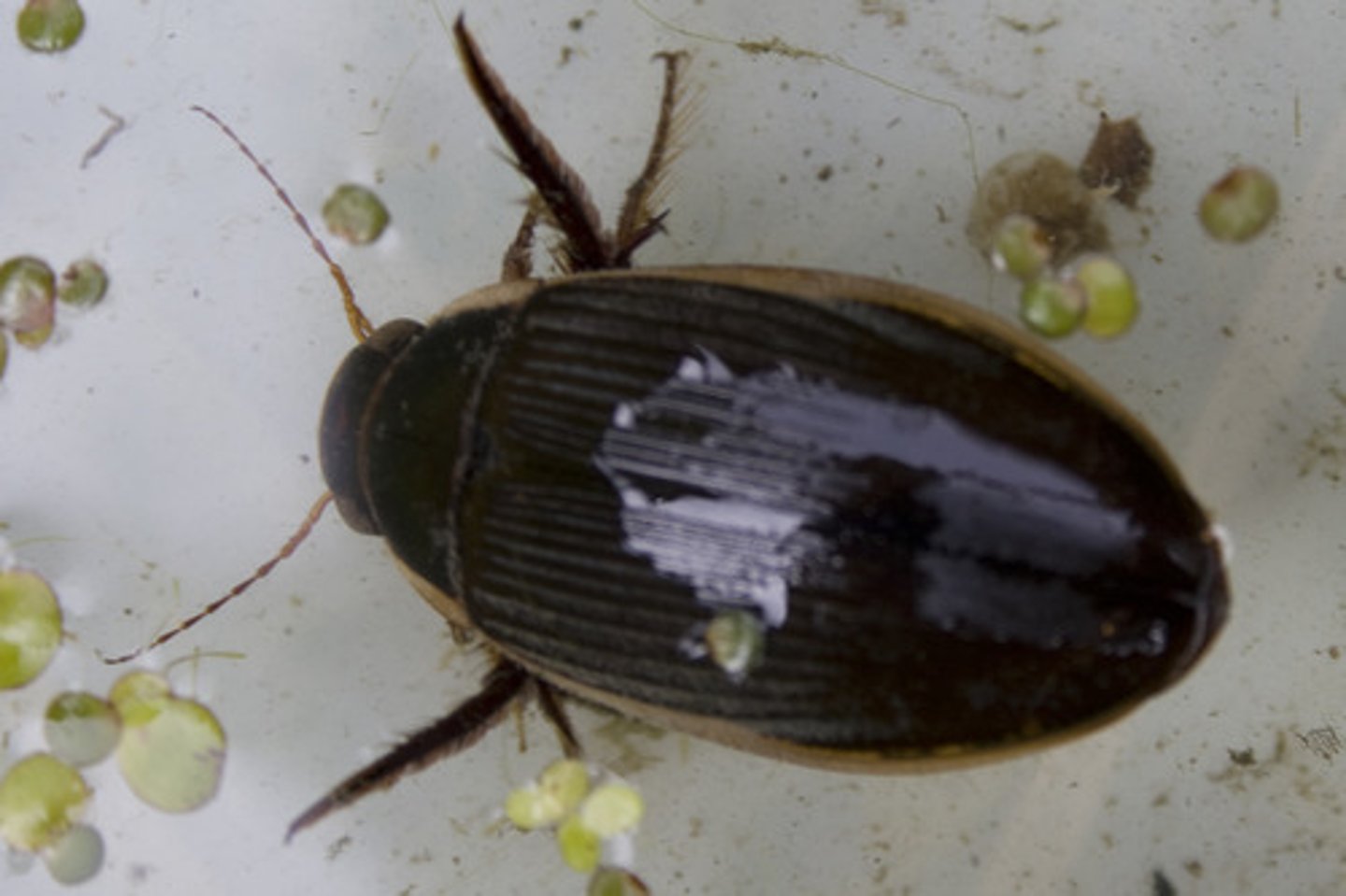 <p>A method of carrying oxygen when diving underwater that is usually held under elytra (wings) or hydrophobic hairs, but must be replenished by surfacing after a time.</p>