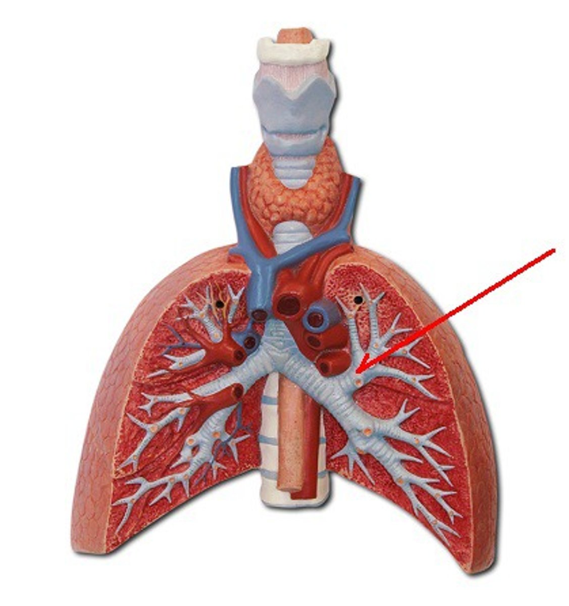 <p>Identify the structure, organ, or bone.</p>