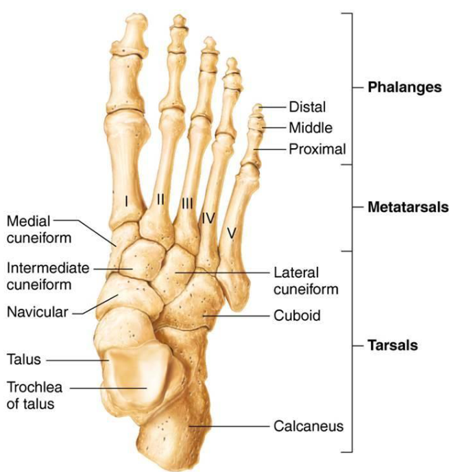 <ul><li><p>14 bones of toes</p></li><li><p>Hallux has no middle phalanx</p></li><li><p>2-5 have proximal, middle &amp; distal phalanx</p></li></ul><p></p>