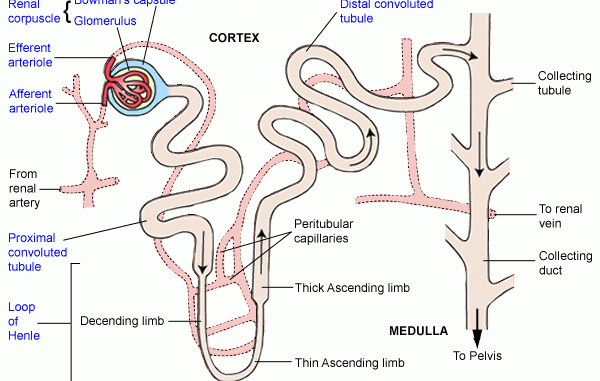 <p>C because proximal tubule absorbs ~67% so multiply 0.67 w/ 18 mEg/min = 12 → 18-12 = 6 mEq/min</p>