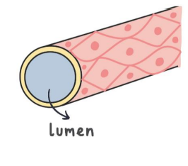 <p>what blood vessel is this?</p>