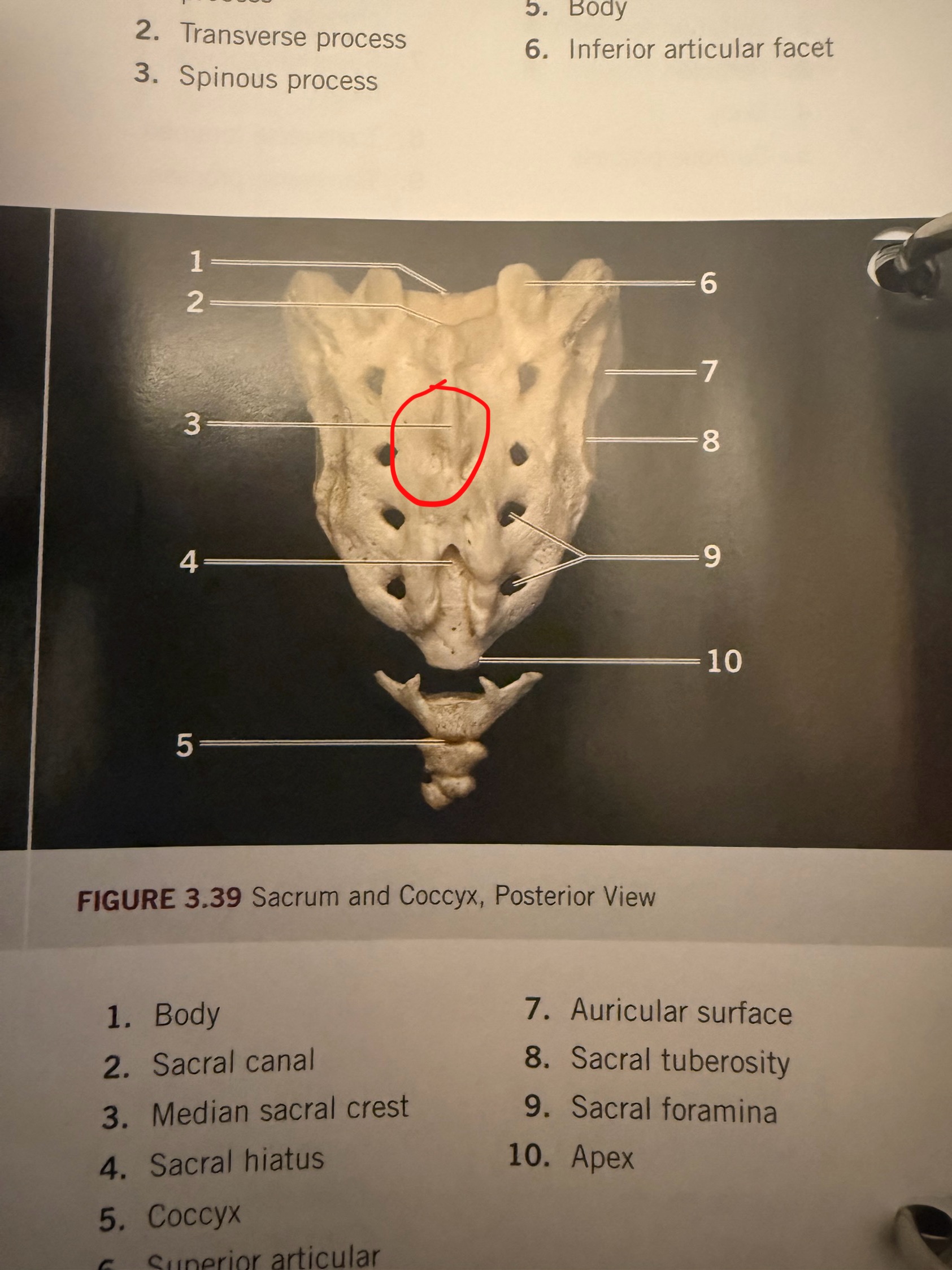 term image