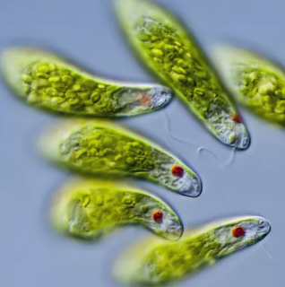 <p><span>are covered with a layer of flexible proteins, called a </span><strong>pellicle</strong><span>. Use </span><strong>contractile vacuoles</strong><span> that fill with water as it enters the cell and then contract to expel the excess water from the cell. Have </span><strong>chloroplasts</strong><span>, and a red </span><strong>eyespot</strong><span> used to detect light.</span></p>