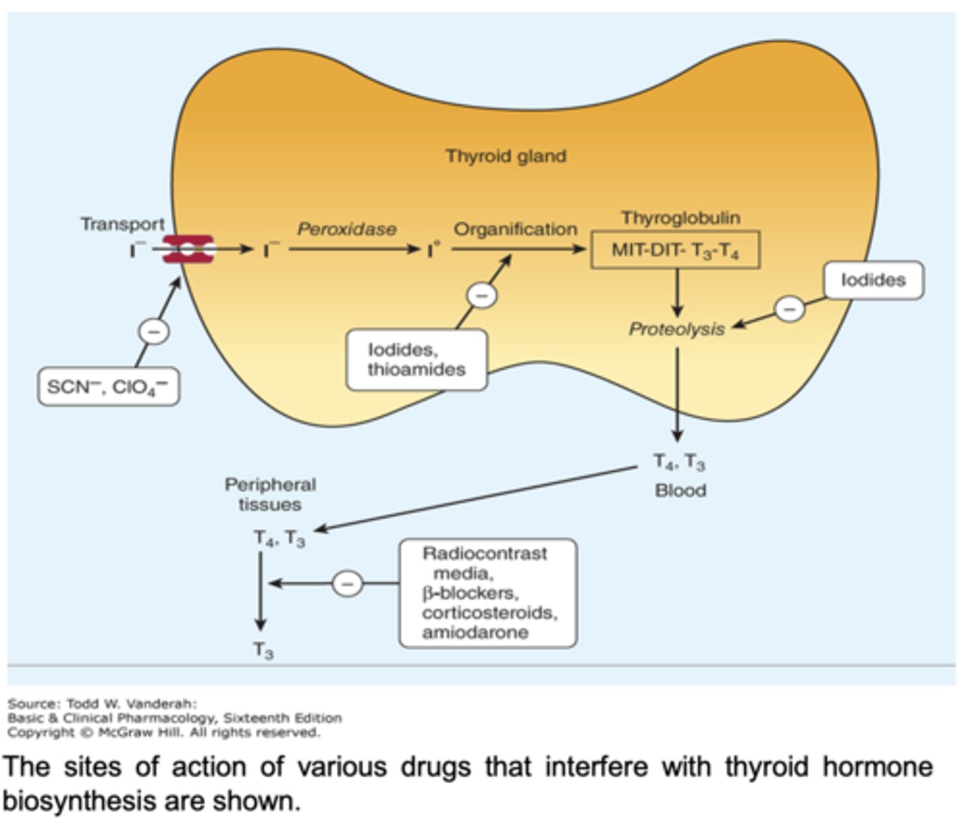 <p>mechanism of anti-thyroid drugs:</p>