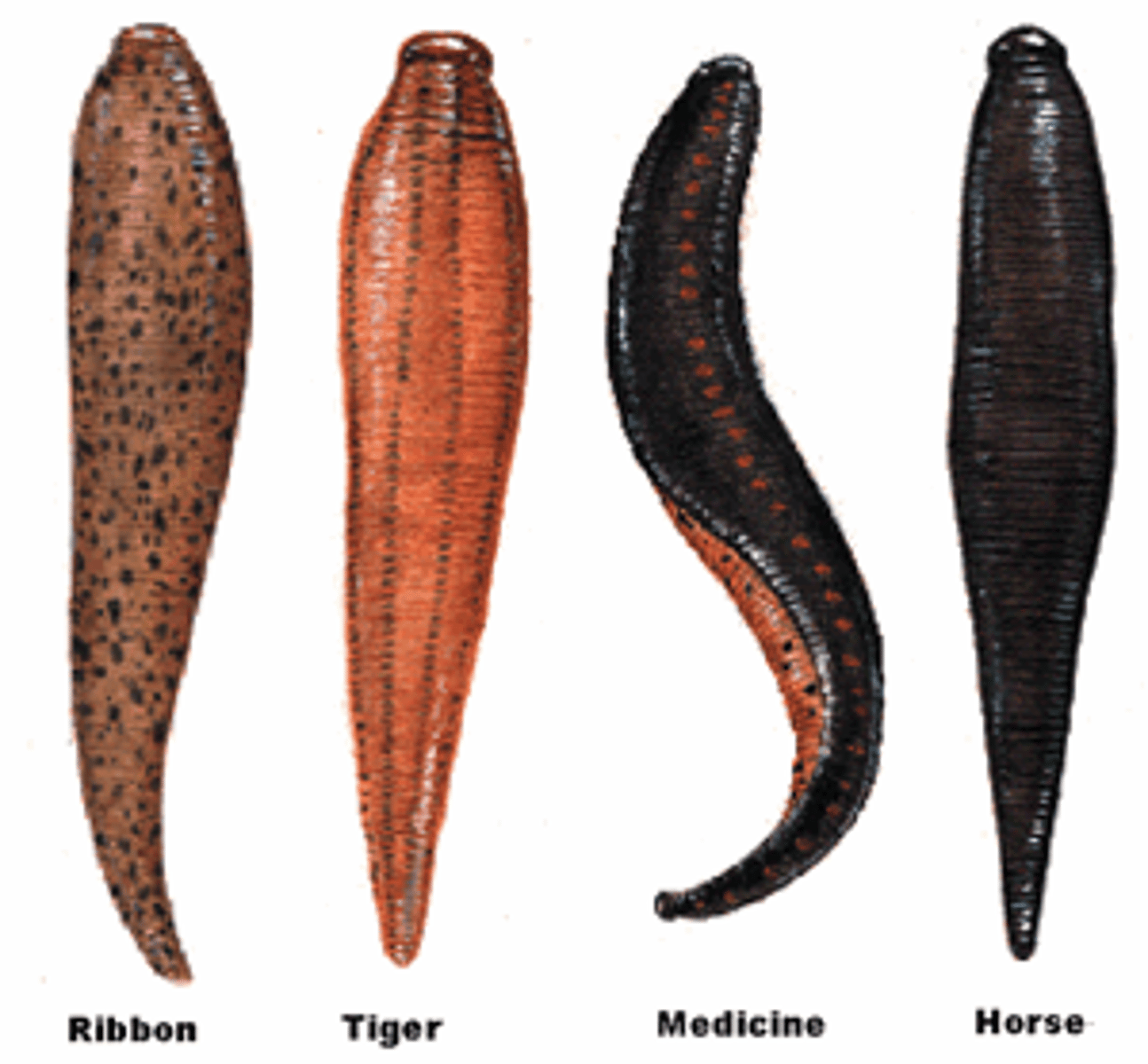 <p>worm like (no shell), segmented worms</p>