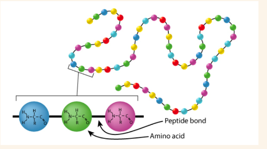 <p>• shows the sequence of amino acids forming polypeptide chains • attached together by covalent or peptide bonds done during translation • one line of amino acids • done via translation in protein synthesis</p>