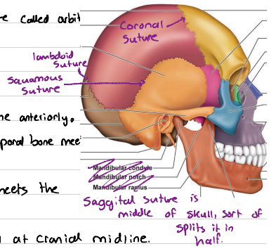 <p>One on each side, where parietal bone and temporal bone meet on lateral aspect of the skull.</p>