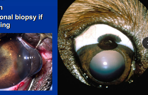 <p><span style="background-color: transparent;"><strong><span>Melanoma</span></strong></span></p>