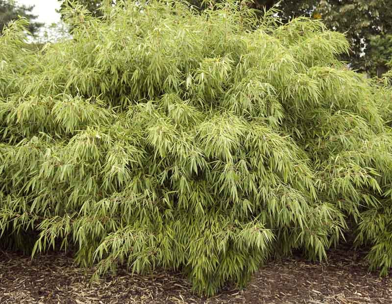 <p>A non-invasive, clumping bamboo with arching green canes and narrow leaves.</p>