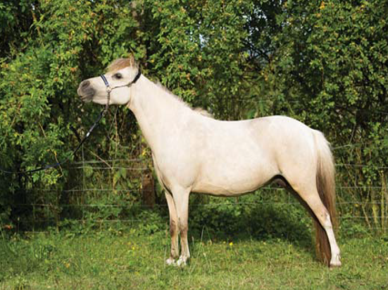 <p>A small breed of horse originating from England, typically no more than 34 inches tall.</p>