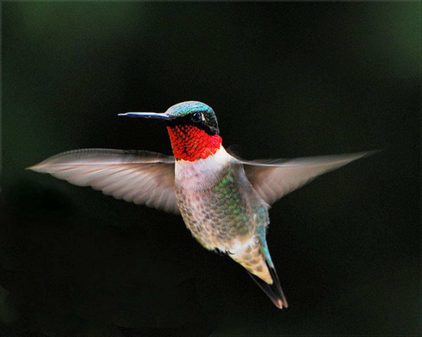 <p>Organisms that keep an unstable/different temperature throughout it's body.</p><p>Regional heterotherm = different body-parts have different temperatures</p><p>Temporal heterotherm = body temperature changes over the course of time (temporal ectotherms, like lizards, that keeps their body-temperature stable with the help of environment ((burrow, sun, burrow, sun)))</p>