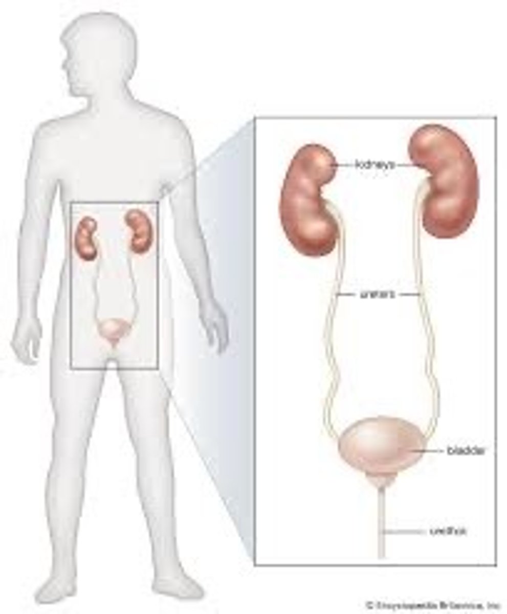 <p>Urine is released through this tube</p>