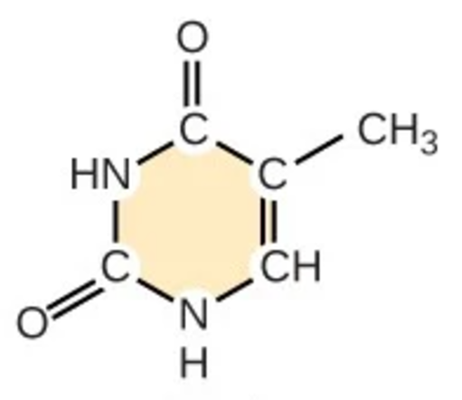 <p>T; pyrimidine; nitrogenous base</p>
