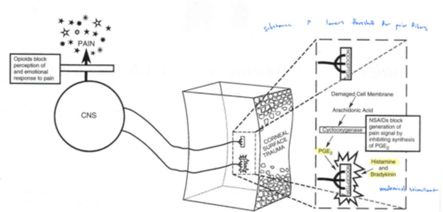 <p>only if it is fully received and processed in the cerebral cortex</p>