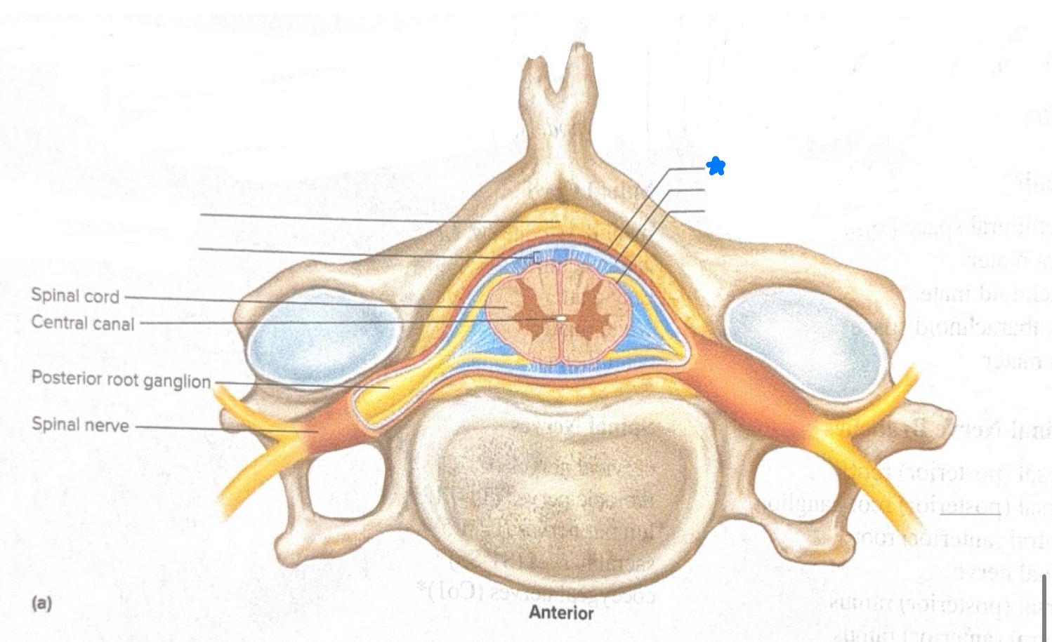 <p>Name what is starred in blue</p>