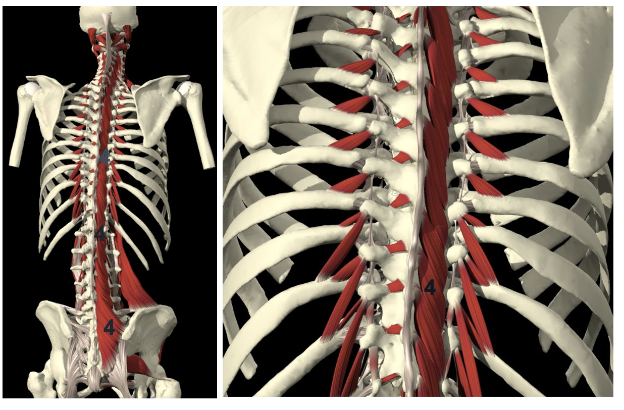 <p><span><em>M. Multifidus (</em>mm. multifidi) </span></p><ul><li><p><span><strong>VAN</strong> dorsale zijde van het sacrum, proc. mamillaris lumbale wervels, proc. transversus thoracale wervels OF proc. articularis C4-C7 <strong>NAAR </strong>proc. spinosus (2-4 hoger gelegen wervels)</span></p></li></ul><ul><li><p><span>rr. dorsales nn. spinales</span></p></li><li><p><span><strong>unilaterale contractie </strong>(homolaterale flexie en torsie WZ) en <strong>bilaterale contractie</strong> (retroflexie WZ) </span></p></li></ul><p></p>