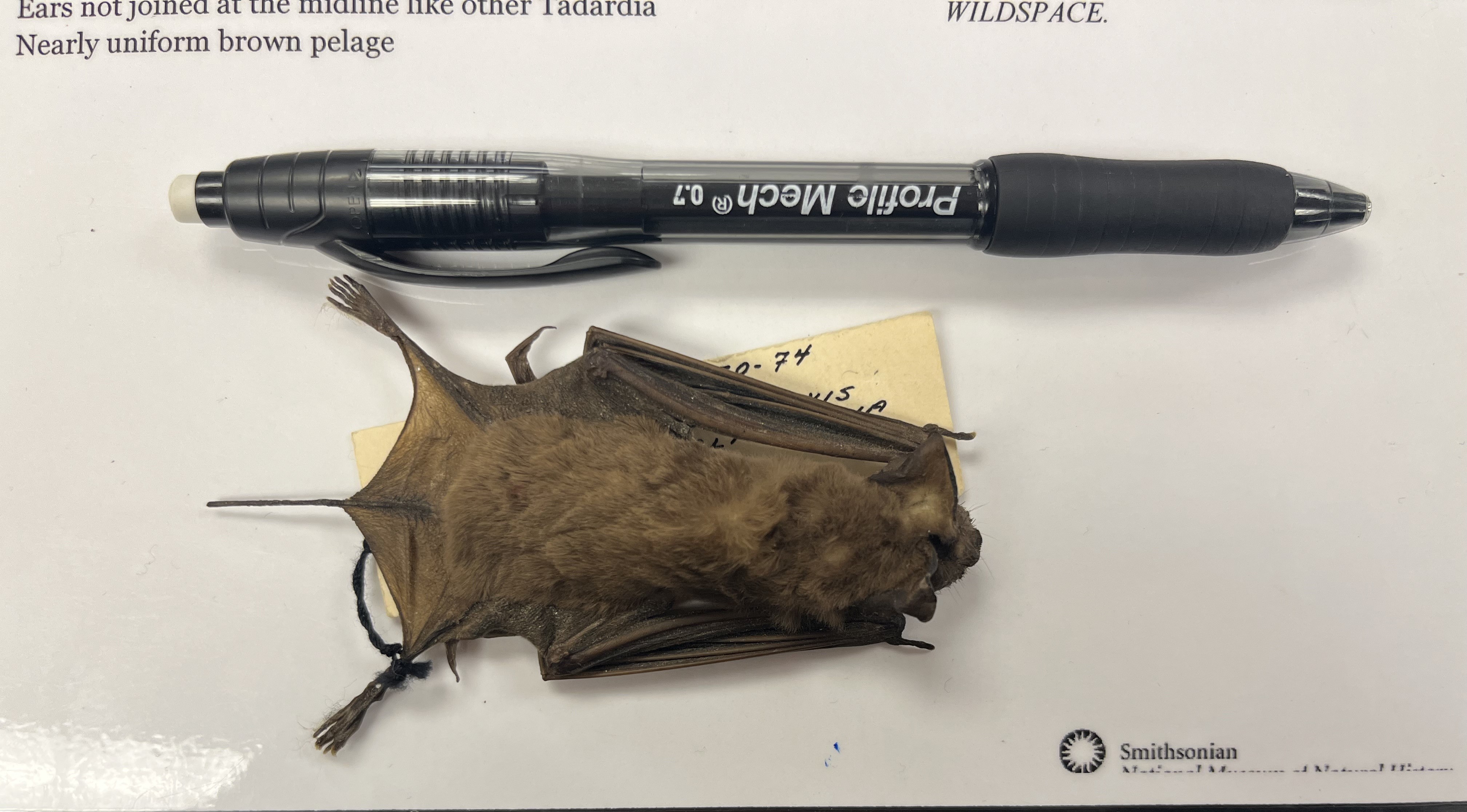 Lab Exam 2 Flashcards Knowt