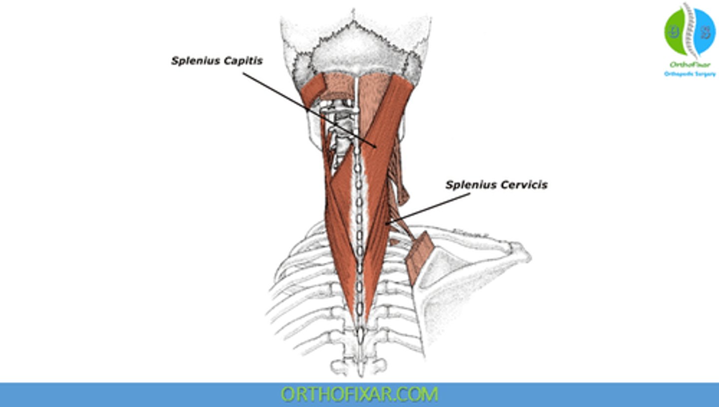 <p>• Lower ½ Ligamentum Nuchae</p><p>• Spinous Processes C7-T4</p>