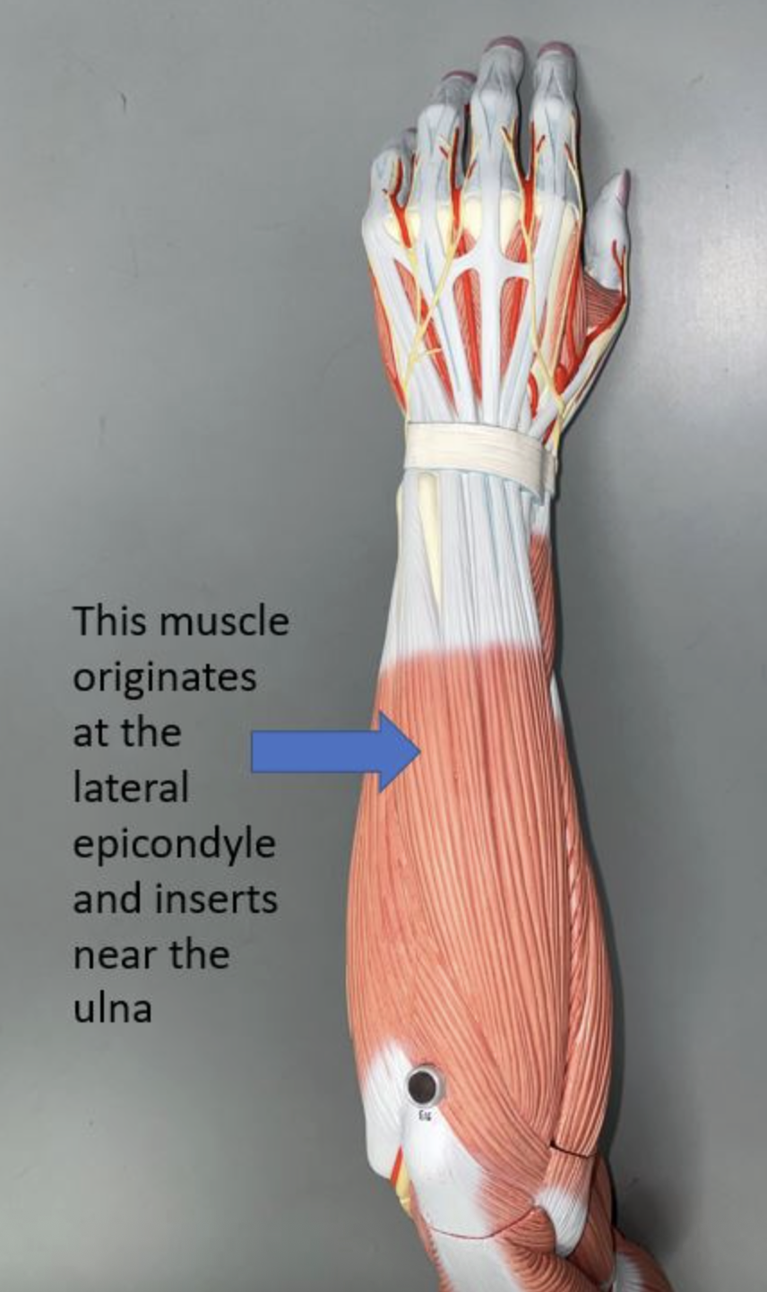 <p>muscle name & function</p>
