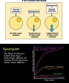 <ul><li><p><strong>Synergistic:</strong> Combined effect &gt; individual effects (e.g., glucagon + epinephrine on glucose).</p></li><li><p><strong>Permissive:</strong> One hormone enables another’s full effect (e.g., thyroid hormone allows epinephrine to release fatty acids).</p></li><li><p><strong>Antagonistic:</strong> Opposing effects (e.g., insulin ↓ glucose vs. glucagon ↑ glucose)</p></li></ul><p></p>