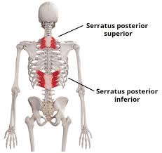 <p>serratus posterior inferior insertion</p>