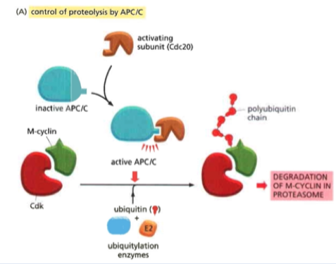 <p>Anaphase Promoting Complex or Cyclosome In the ubiquitin ligase family (joins ubiquin to something) Key regulator of metaphase to anaphase transition Cyclin is the most important target Coactivators:</p><ul><li><p>Cdc20 (mitosis to metaphase) -- polybiquinates M cyclin (bound to Cdk) and causes degradation</p></li><li><p>Cdh1 (anaphase to the start of S phase)</p></li></ul>