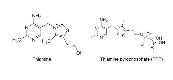 <p>for synthesis of the coenzyme thiamine pyrophosphate (TPP)</p>