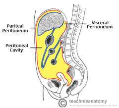 peritoneum (serous membrane)

The parietal peritoneum lines the wall while the visceral peritoneum covers the organs