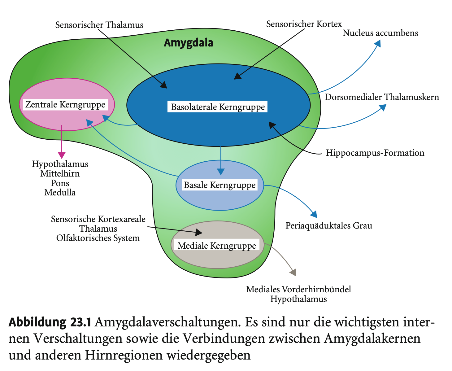<p>Die Amygdala besteht aus <strong>mehreren Subkernen (Subnuclei)</strong>, die sich in:</p><p>&nbsp;</p><ul><li><p><strong>Afferenzen (Zuflüsse)</strong></p></li><li><p><strong>Efferenzen (Ausgänge)</strong></p></li><li><p><strong>Funktion<br></strong>unterscheiden.</p></li></ul><p></p><ol><li><p><strong>Mediale (kortikomediale) </strong>Kerngruppe</p></li><li><p><strong>Basolaterale</strong> Kerne</p></li><li><p><strong>Zentrale</strong> Kerngruppe</p></li><li><p><strong>Basaler</strong> Kern</p></li></ol><p></p>