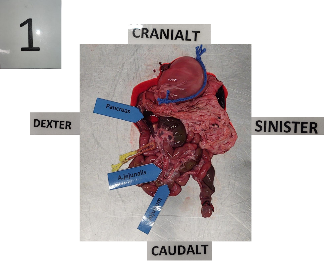 <p><strong>Post 1.</strong> <strong><em>Orientering af organsæt.</em></strong></p><p><strong>Spørgsmål 1:</strong> Orienter tarmsættet topografisk korrekt inden for den afmærkede firkant med ventriculus cranialt, duodenum descendens mod højre og colon descendens mod venstre</p>