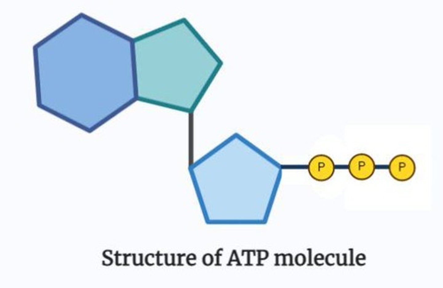 <p>Adenosine triphosphate; it serves as a source of energy in cells.</p>