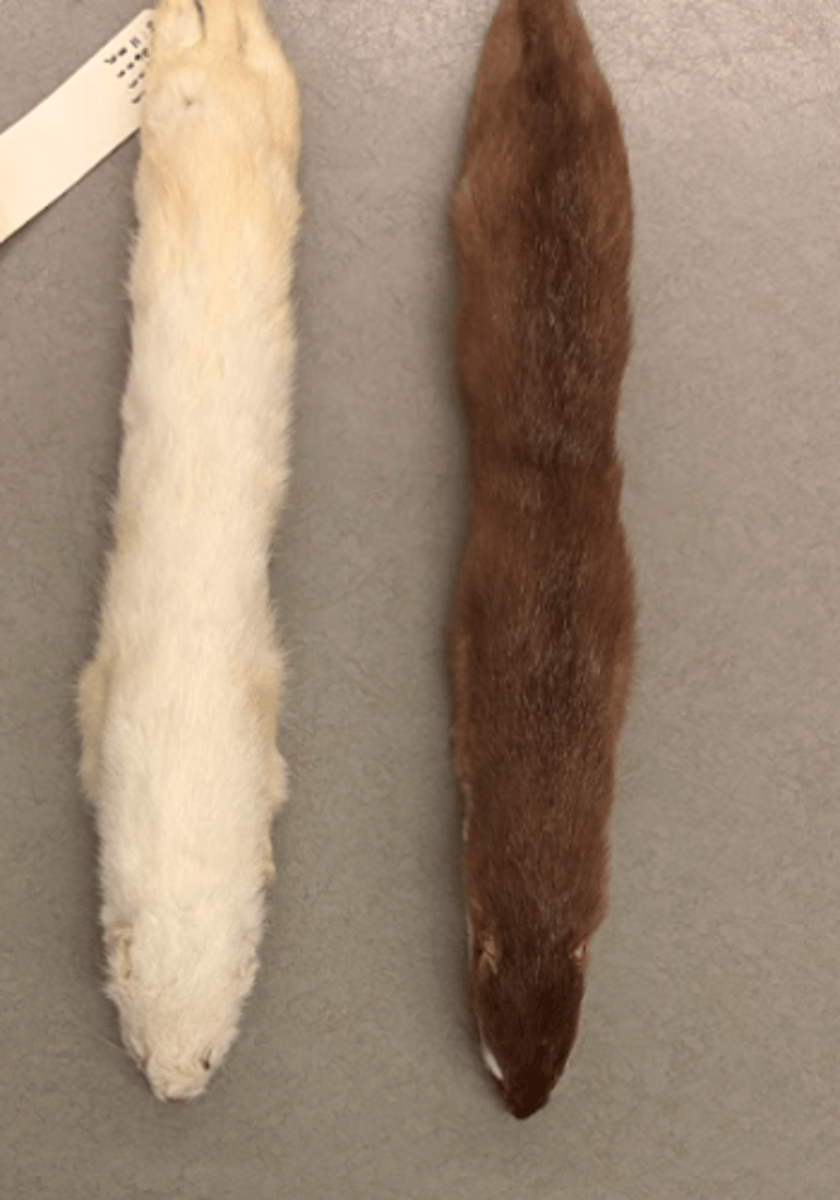 <p>What is this specimen?</p>