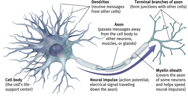 <p><span>a fatty tissue layer segmentally encasing the axons of some neurons; it enables vastly greater transmission speed as neural impulses hop from one node to the next.</span></p>