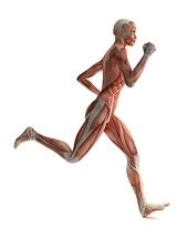 <p>The motor nerves affected when you have ALS are the ------ neurons that provide --------- movements and --------- control.</p>