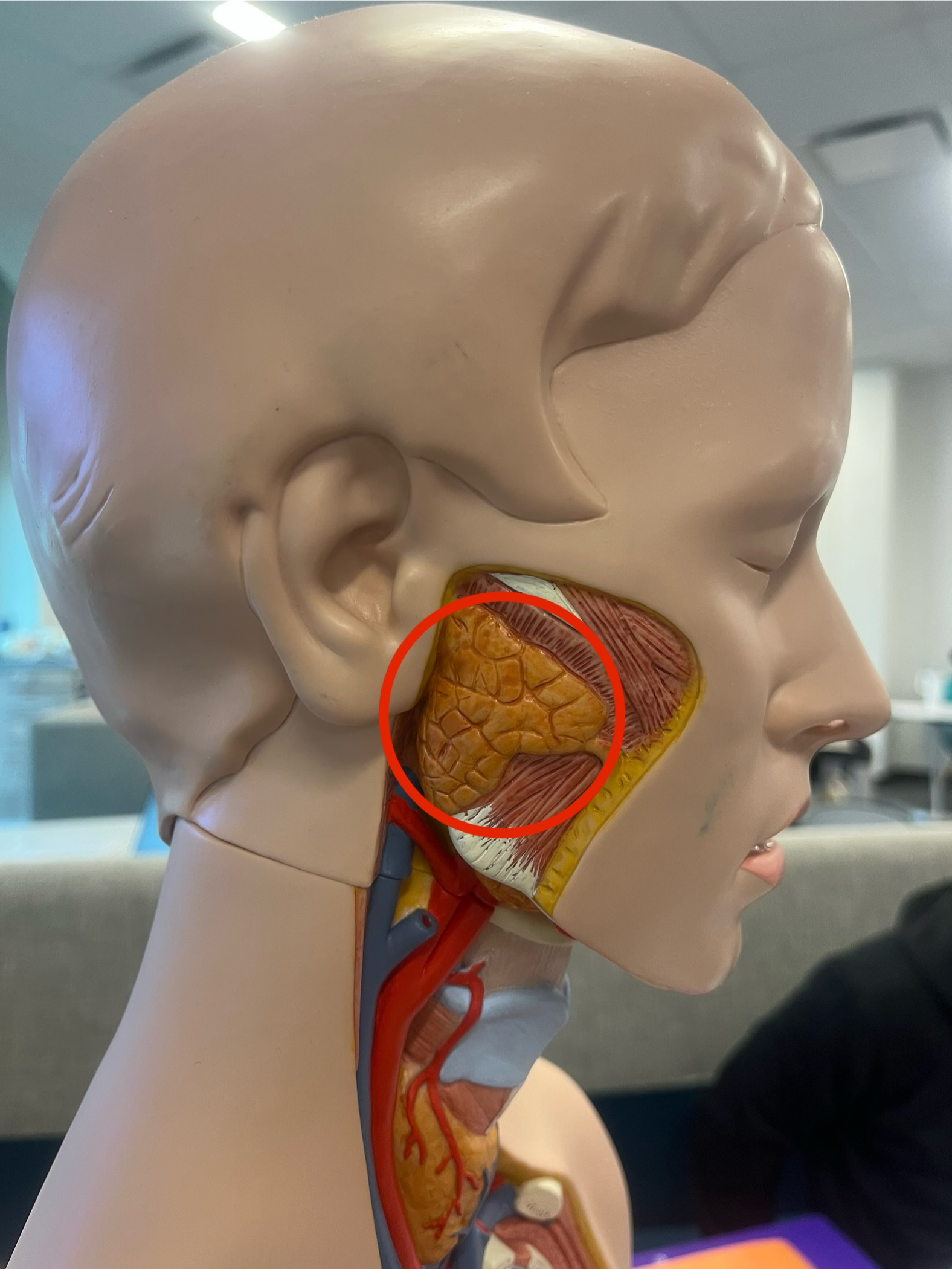 <p>what gland is this?</p>