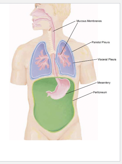 <p><span><span>Mucous membranes</span></span></p>