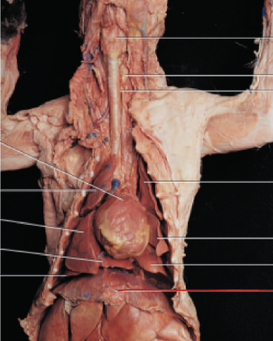 <p>muscle that aids in breathing</p>