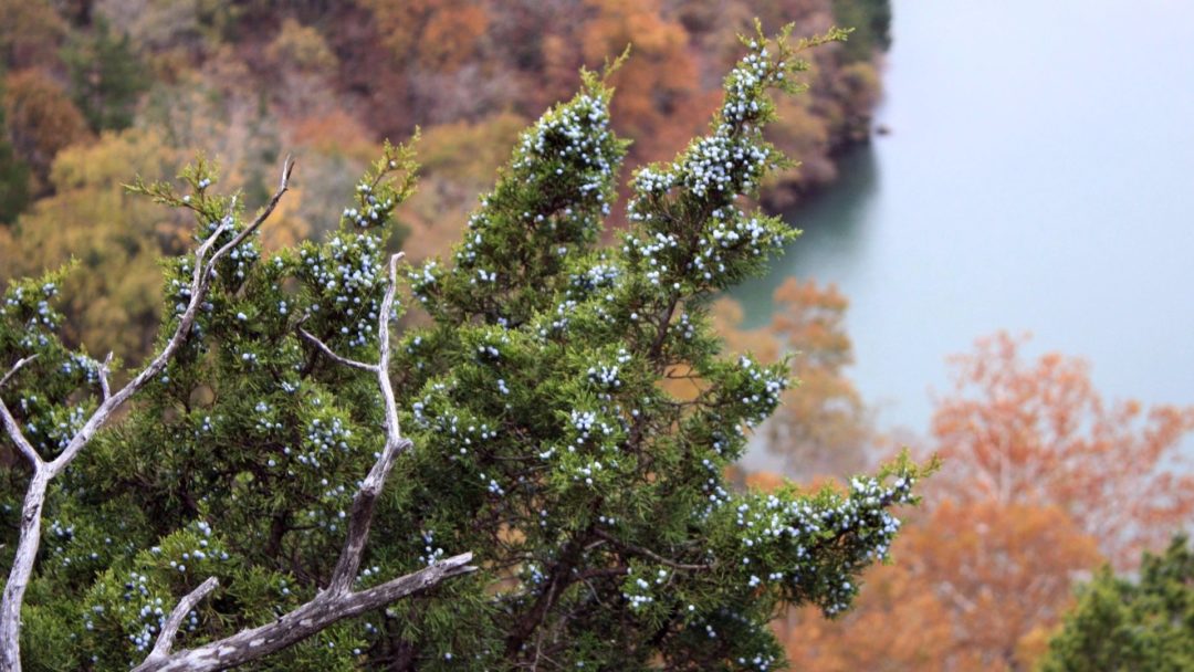 <p>Eastern Red Cedar</p>