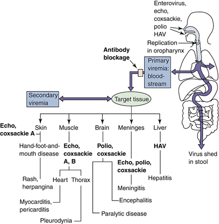<p>It initially replicates in <strong>the epithelium of the oropharynx, </strong>then spreads to target tissues through <strong>viremia </strong>(virus in the bloodstream). It can be shed in feces for extended periods.</p>