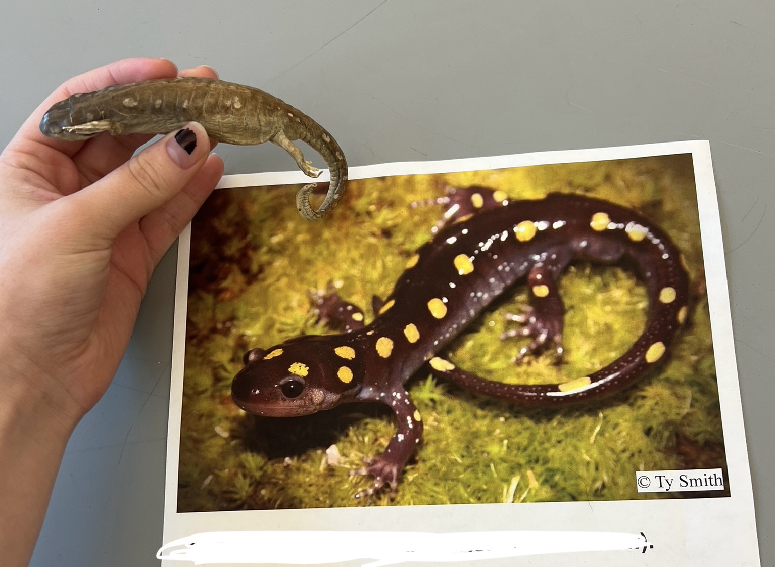 <p>What are the common and scientific names of this animal?</p>