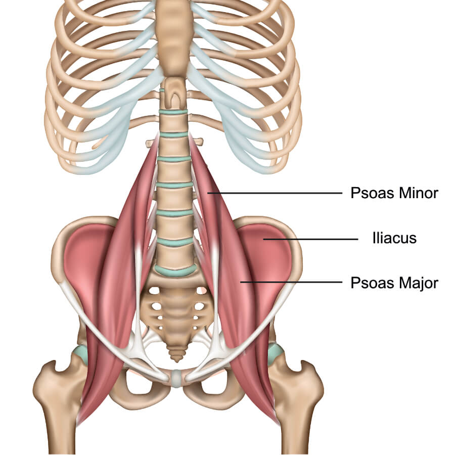<ul><li><p>Divided into two parts:</p><ul><li><p><strong>iliacus</strong></p></li><li><p><strong>psoas major</strong></p></li></ul></li><li><p>Flexion and external rotation of the hip joint.</p></li><li><p>If this muscle tightens, the action may result in lower back pain.</p></li></ul><p></p>