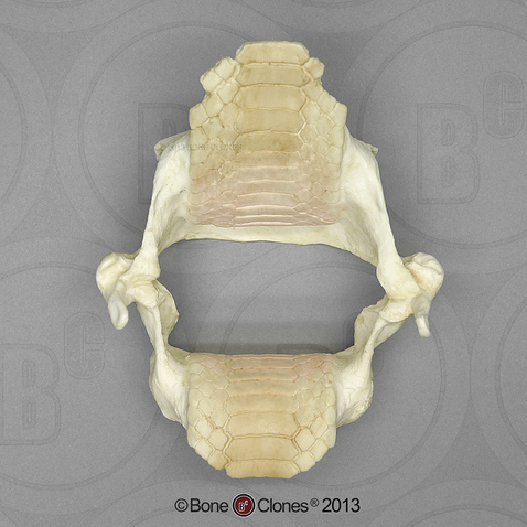 <p>Rows of flat teeth to grind down the shells of mollsuks and crustaceans</p>