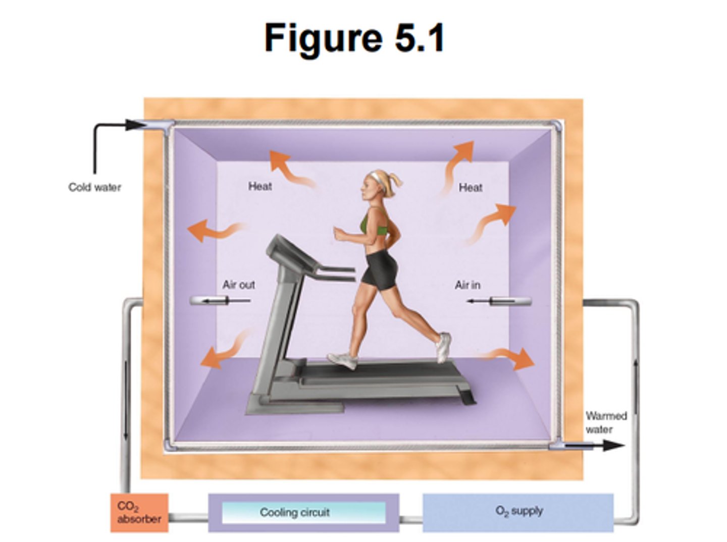 <p>measure heat production</p>