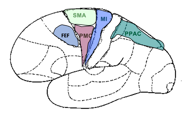 <p>M1, M2 (PMC, SMA), PPAC, cingulate gyrus</p>