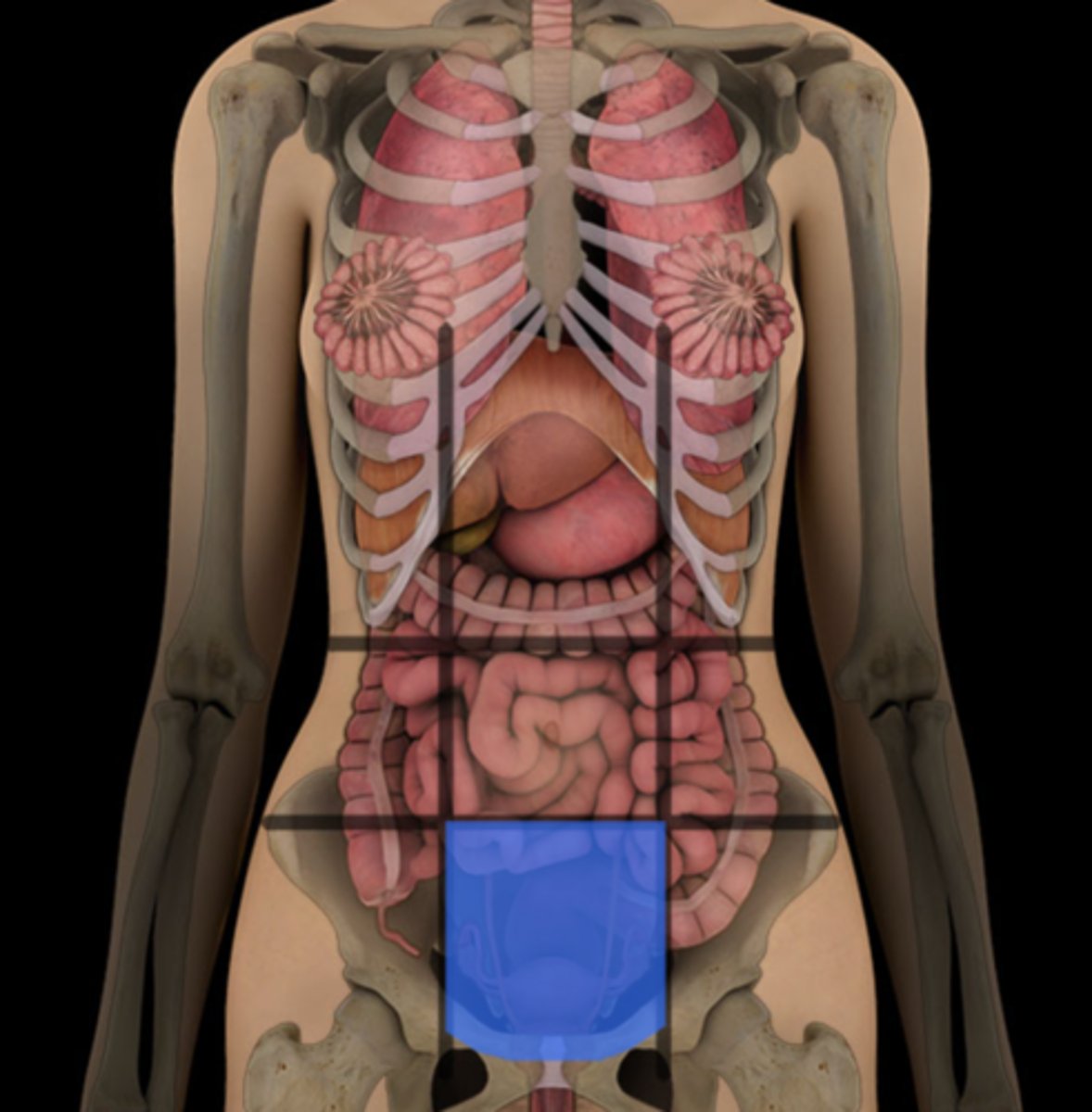 <p>small intestine, sigmoid colon, bladder</p>