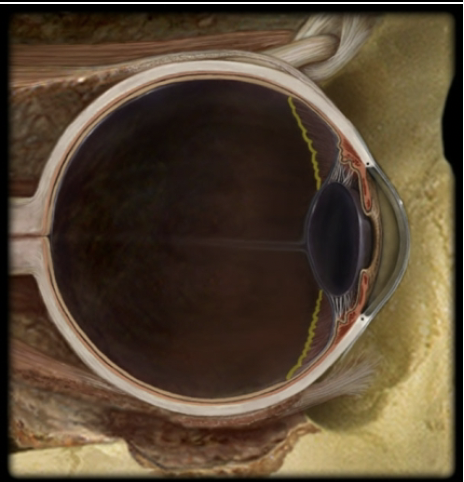 <p>name the part and layer of the eye</p>