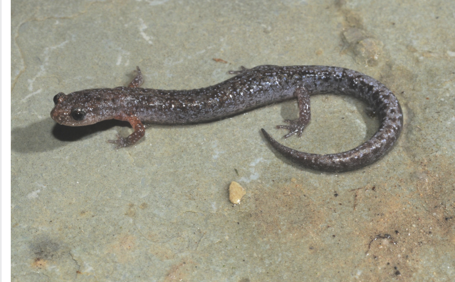 <p>Plethodon dorsalis (sub: Plethodontinae)</p>