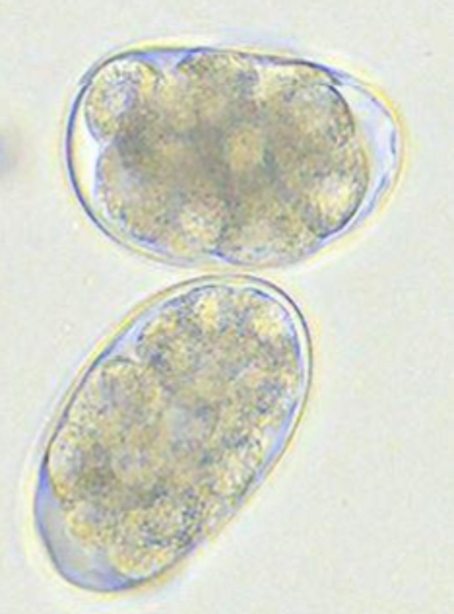 <p>Dogs, Cats, Ruminants</p><p>Small Intestine</p>