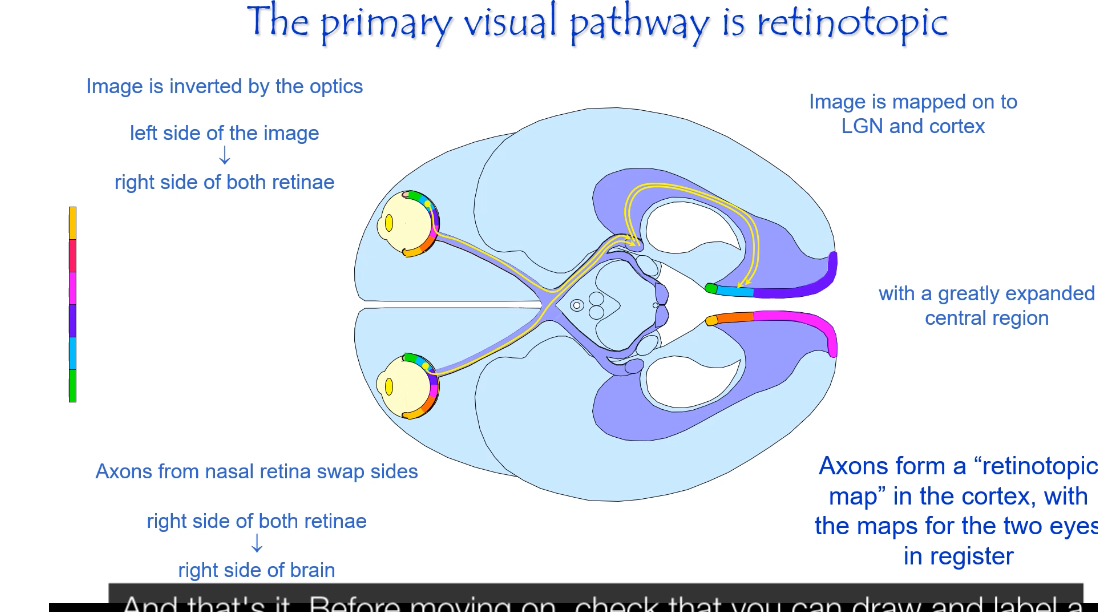 <p></p><ul><li><p><span>The primary visual pathway is retinotopic, meaning neighbouring points in the visual field stay neighbours all the way from the retina to the visual cortex.</span></p></li></ul><p></p><p><span><strong>Image inversion at the eye</strong></span></p><ul><li><p><span>The optics of the eye invert the image.</span></p></li><li><p><span>Left side of the visual world falls on the right side of each retina.</span></p></li><li><p><span>Right side of the visual world falls on the left side of each retina.</span></p></li><li><p><span>Top of the visual world falls on the bottom of the retina, and vice versa.</span></p></li></ul><p></p><p><span><strong>Sorting at the optic chiasm</strong></span></p><ul><li><p><span>Fibres from the nasal retina cross to the opposite side.</span></p></li><li><p><span>Fibres from the temporal retina do not cross.</span></p></li><li><p><span>Result:</span></p><ul><li><p><span>Information from the right visual field goes to the left brain.</span></p></li><li><p><span>Information from the left visual field goes to the right brain.</span></p></li></ul></li></ul><p></p><p><span><strong>Retinotropic mapping in LGN and cortex</strong></span></p><ul><li><p><span>After the optic chiasm, information is organised by visual field, not by eye.</span></p></li><li><p><span>The LGN preserves the spatial layout of the retina.</span></p></li><li><p><span>The primary visual cortex (V1) contains a detailed map of the visual field.</span></p></li><li><p><span>Points that are close together in the retina activate neurons close together in cortex.</span></p></li></ul><p></p><p><span><strong>Expanded central representation</strong></span></p><ul><li><p><span>The central retina (fovea) occupies a disproportionately large area in the visual cortex.</span></p></li><li><p><span>This is called cortical magnification.</span></p></li><li><p><span>Reason:</span></p><ul><li><p><span>High cone density</span></p></li><li><p><span>Minimal convergence</span></p></li><li><p><span>High acuity</span></p></li></ul></li></ul><p></p><ul><li><p><span>Peripheral retina occupies much less cortical space.</span></p></li></ul><p></p><p><span><strong>“Maps for the two eyes are in register”</strong></span></p><ul><li><p><span>Input from the left and right eyes is aligned.</span></p></li><li><p><span>Corresponding points from each eye activate the same cortical locations.</span></p></li><li><p><span>This allows binocular vision and depth perception.</span></p></li></ul><p></p>