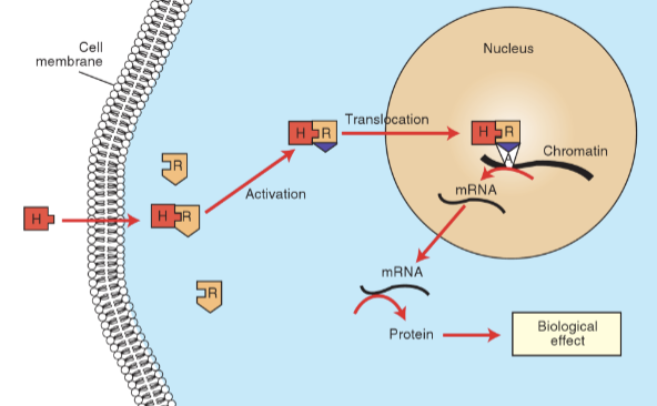 <p>Liposoluble → steroid hormone action</p>